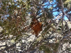 Phoradendron juniperinum