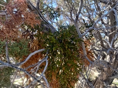 Phoradendron juniperinum
