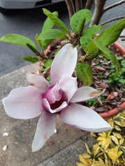 Magnolia liliiflora