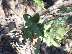 Kedrostis nana