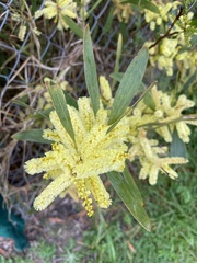 Juliflorae