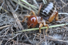 Ammopelmatus