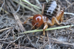 Ammopelmatus