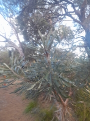 Banksia attenuata