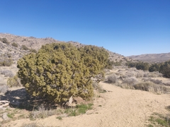 Juniperus californica
