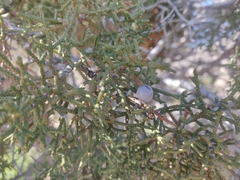 Juniperus californica