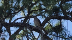 Mimus polyglottos