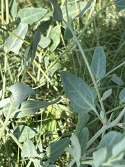 Chenopodium robertianum