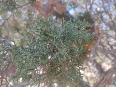 Juniperus californica