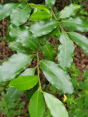 Apodytes dimidiata dimidiata