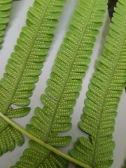 Christella gueintziana