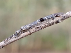 Bandidus