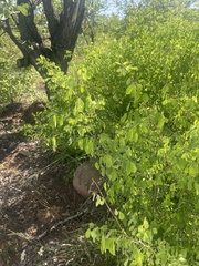 Phyllanthus pinnatus