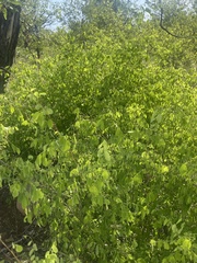 Phyllanthus pinnatus