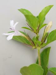 Dyschoriste burchellii