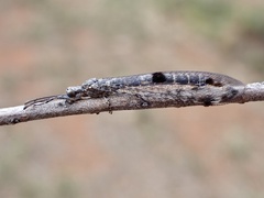 Bandidus