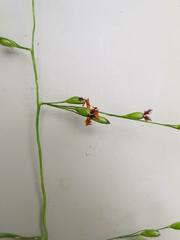 Panicum deustum
