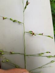 Panicum deustum