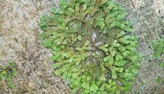 Targionia hypophylla