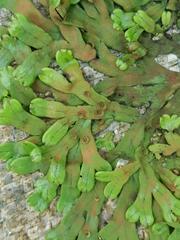 Targionia hypophylla