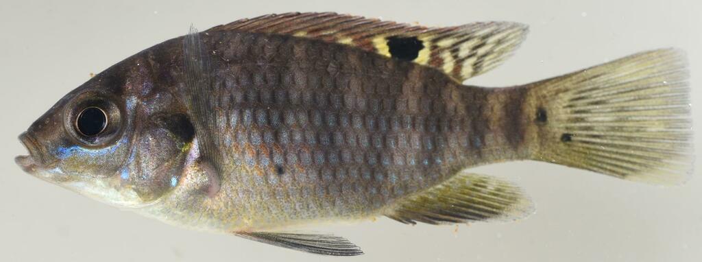 Banded tilapia from Ehlanzeni District Municipality, South Africa on ...