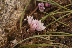 Allium simillimum