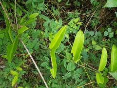 Vincetoxicum anomalum