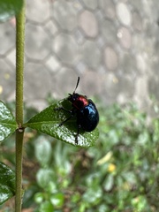 Parheminodes pulcher