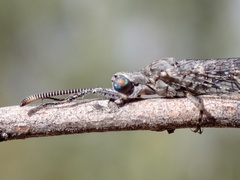 Bandidus