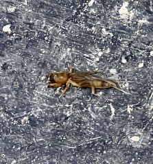 Neocurtilla hexadactyla