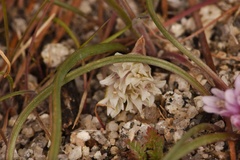 Allium simillimum