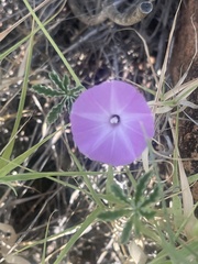 Ipomoea magnusiana
