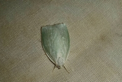 Nymphostola galactina