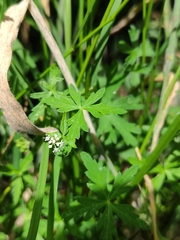 Hydrocotyle geraniifolia
