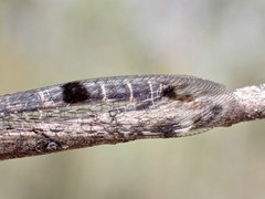 Bandidus