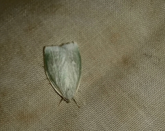 Nymphostola galactina