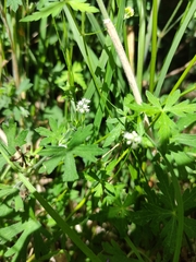 Hydrocotyle geraniifolia