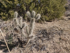Cylindropuntieae