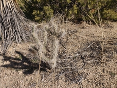 Cylindropuntieae