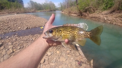 Ambloplites constellatus