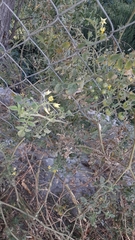 Solanum lycopersicum cerasiforme
