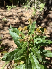 Verbesina virgata
