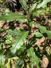 Verbesina virgata