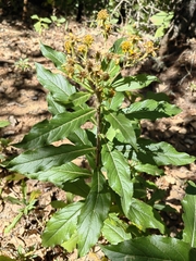 Verbesina virgata