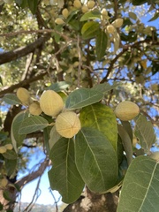 Lagunaria