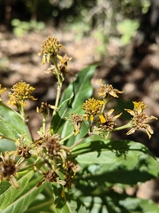 Verbesina virgata