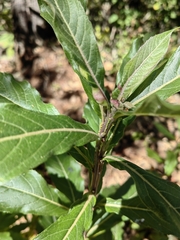 Verbesina virgata