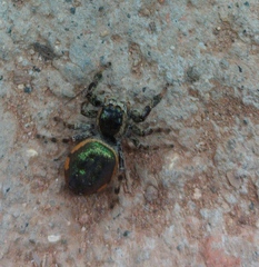 Paraphidippus aurantius