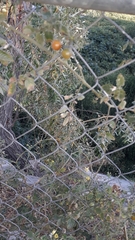 Solanum lycopersicum cerasiforme