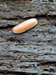Buzoniinae